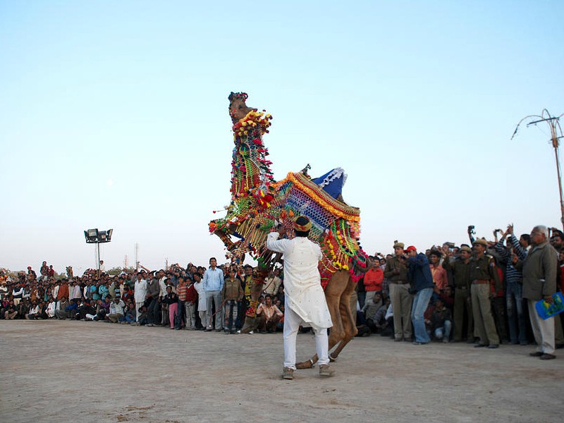 Festival Bikaner Camel na região do Rajastão na India