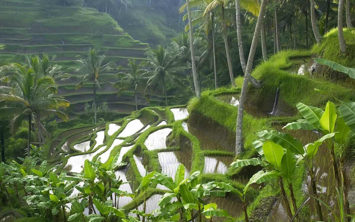 Campos de Arroz em Bali