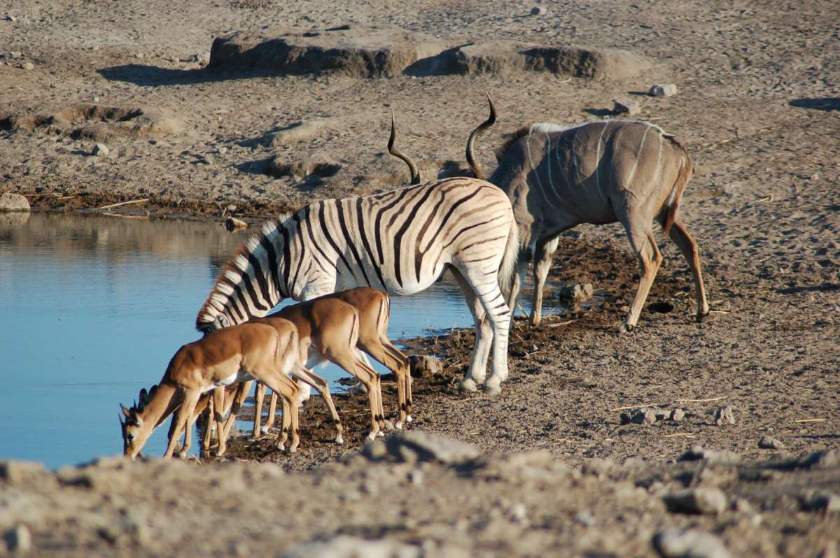 Parque Nacional de Etosha
