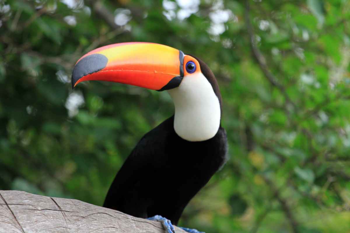 Tucano-Costa Rica
