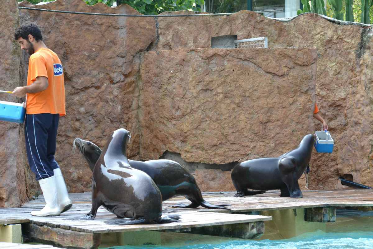 Alimentação dos leões marinhos - Zoo