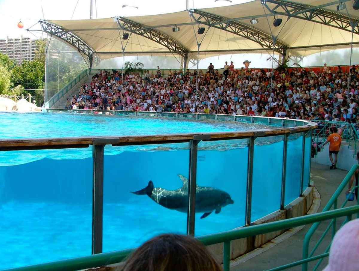 Baía dos Golfinhos - Zoo