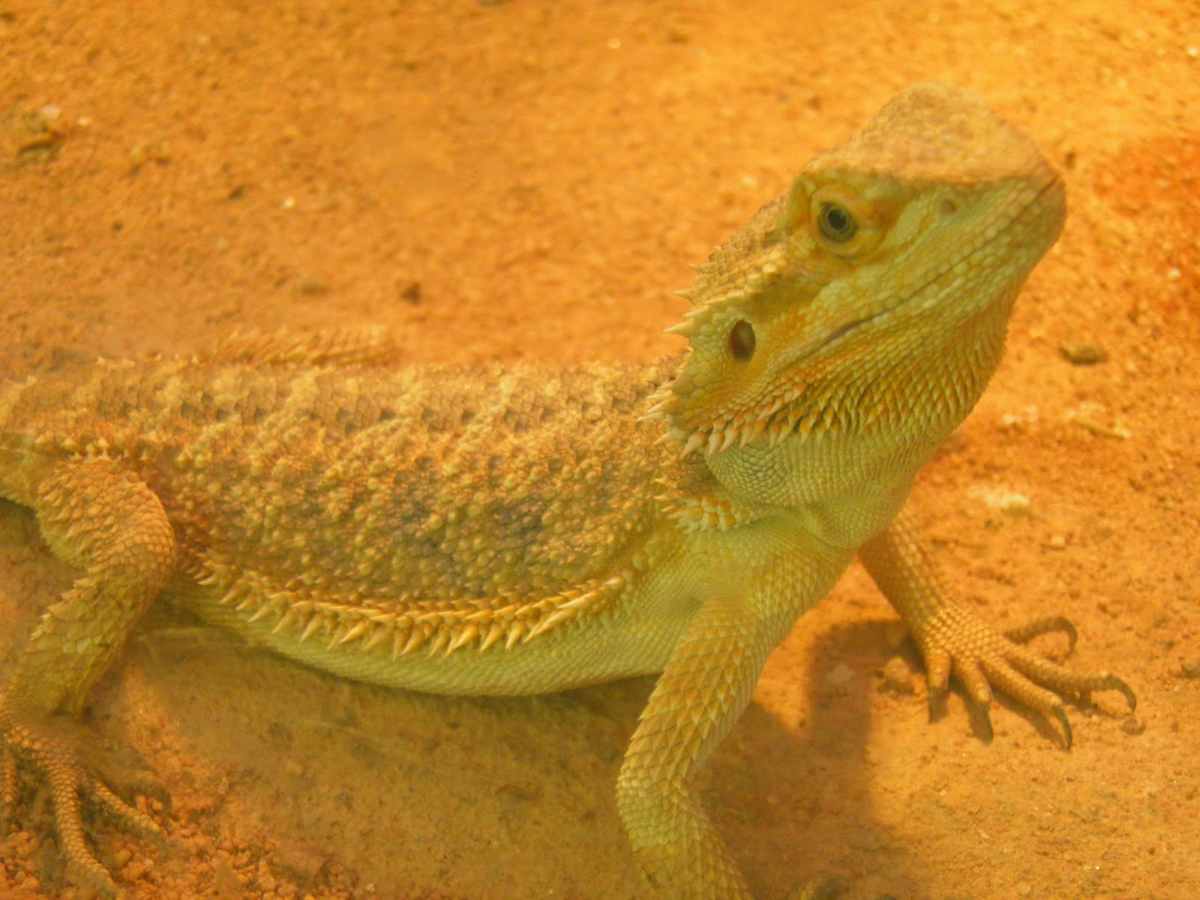 Reptilário do Zoo
