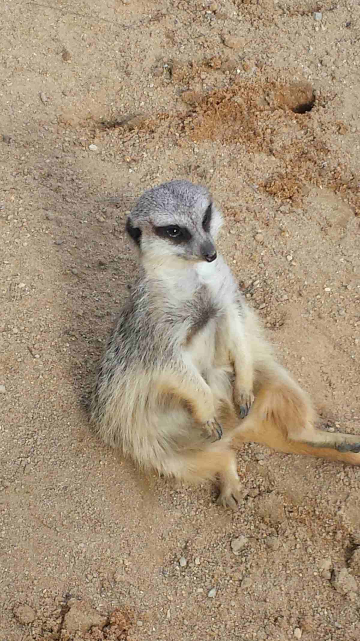 Suricata