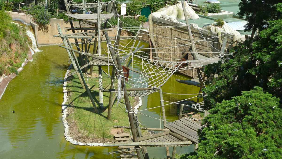 Templo dos Primatas - Zoo