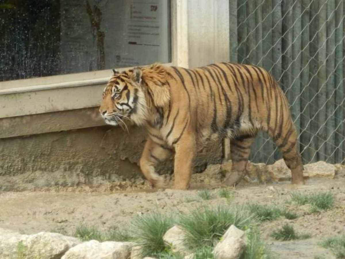 Vale dos Tigres - Zoo