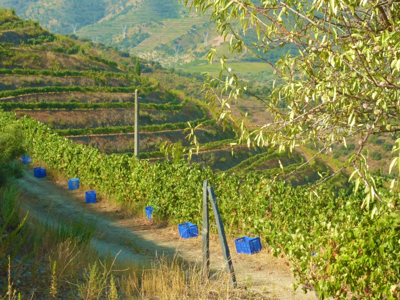 Douro- Portugal