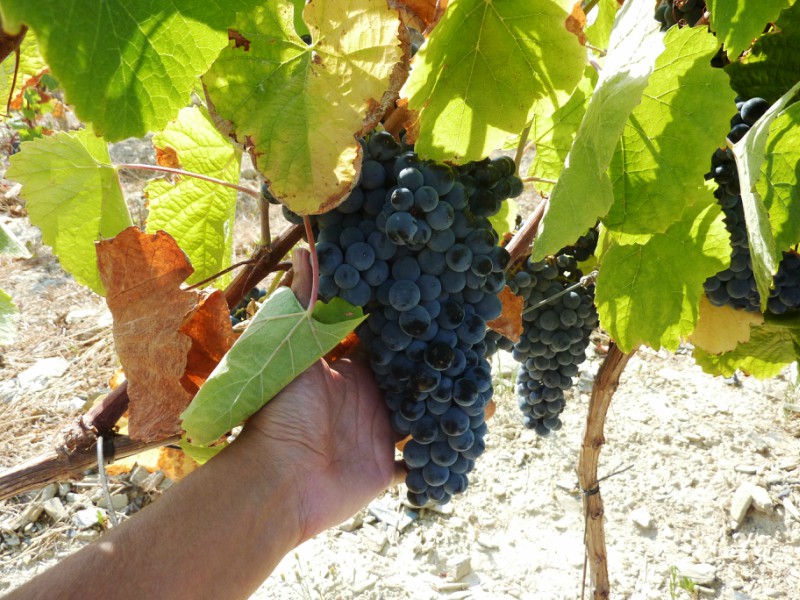 Douro- Portugal
