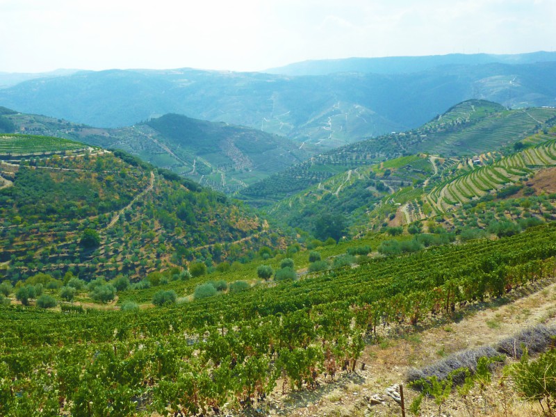 Douro- Portugal