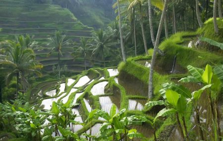 Campos de Arroz em Bali
