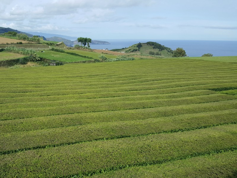 São Miguel- Açores