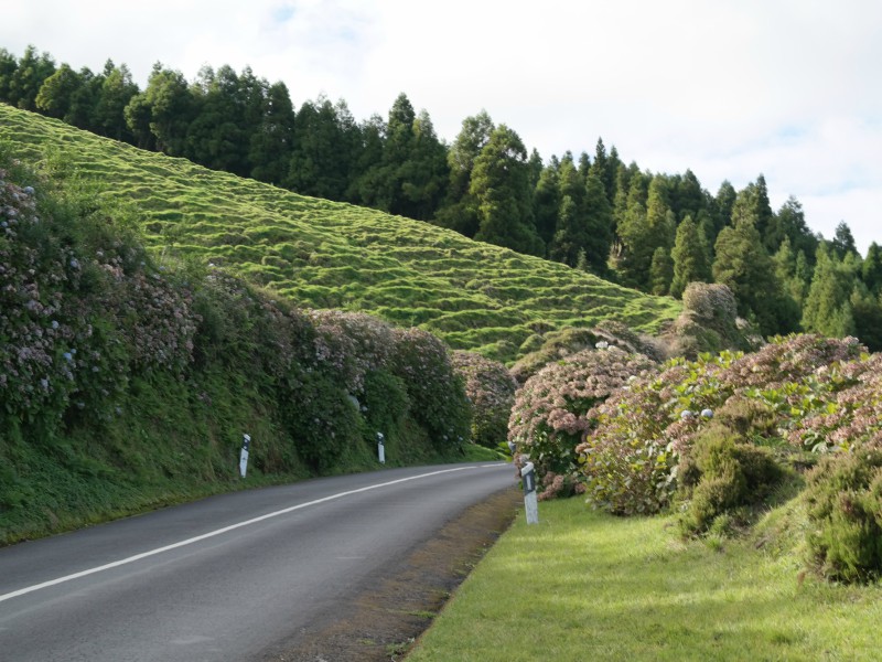 Açores