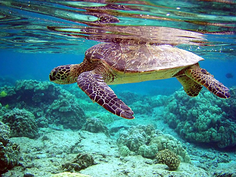 Isla Cozumel - Riviera Maya