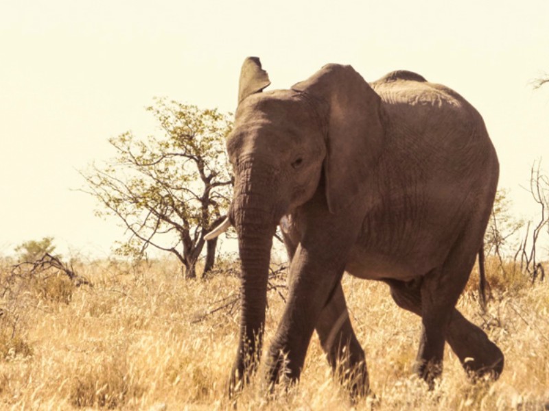 Elefante Africano na Namibia