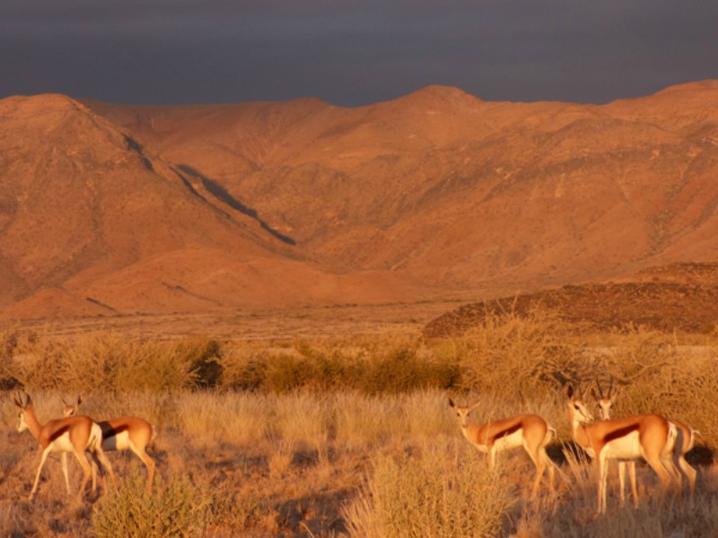 Safari no Parque Etosha
