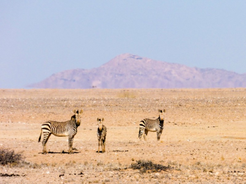 Zebras na Namíbia