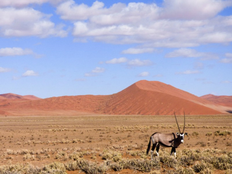 Oryx na Namíbia
