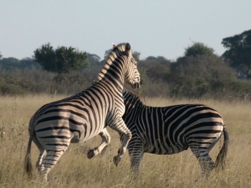 Zimbabué