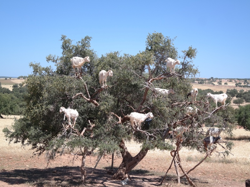 Marrakech- Marrocos