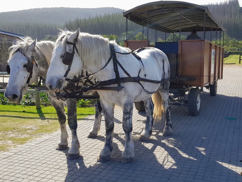 5 passeios pela Africa do Sul