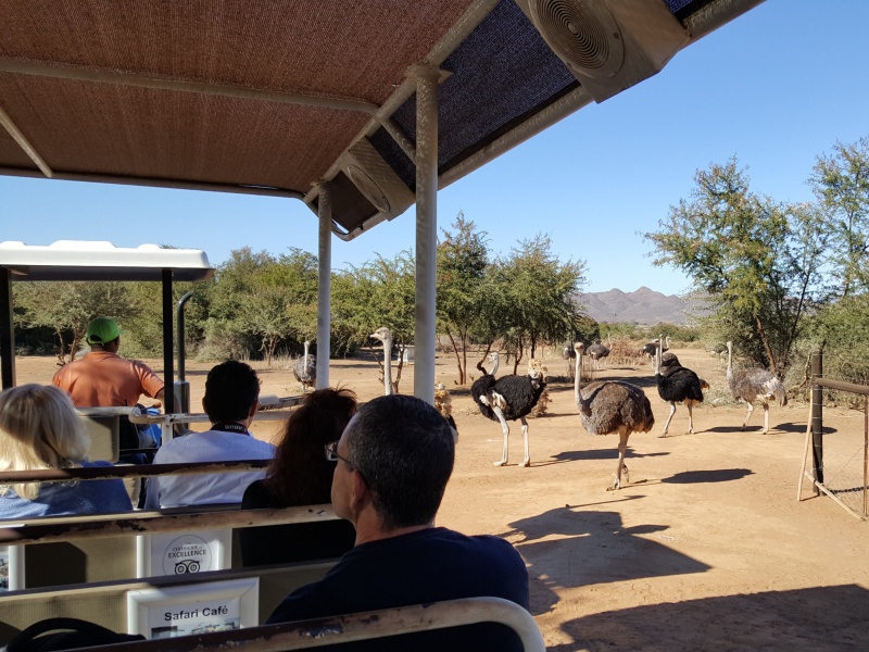 5 passeios pela Africa do Sul