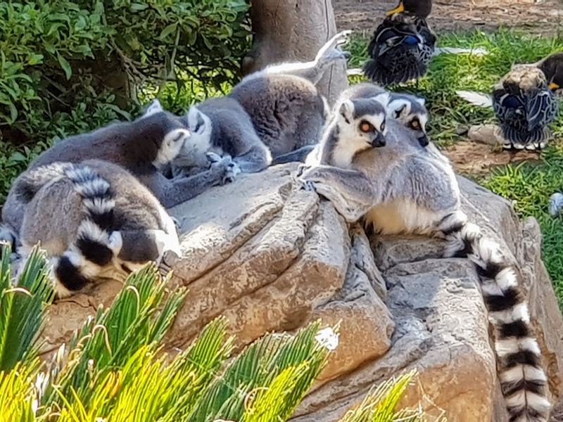 5 passeios pela Africa do Sul