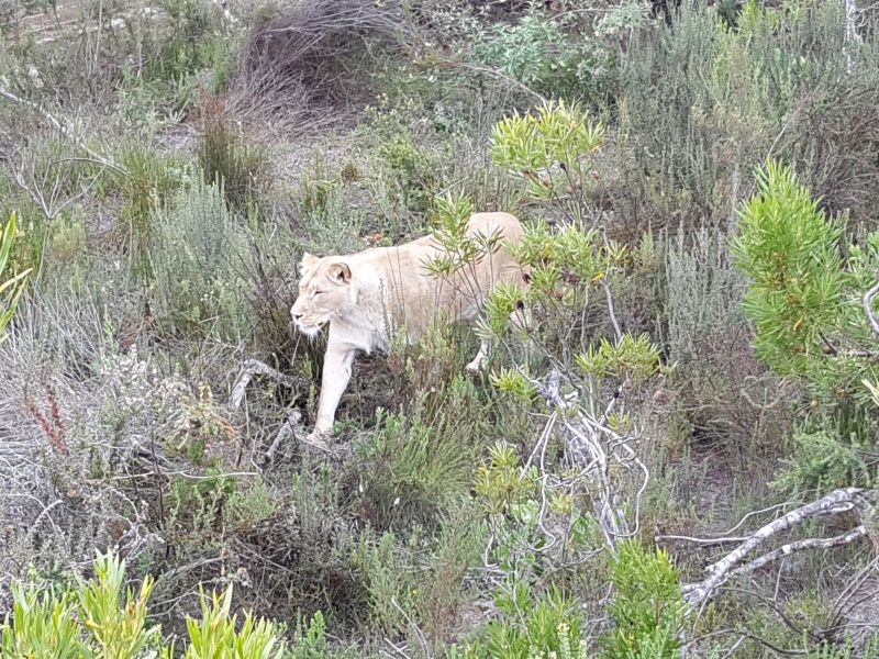 5 passeios pela Africa do Sul