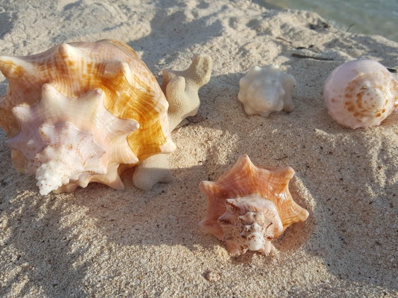 Cayo Guillermo - Cuba