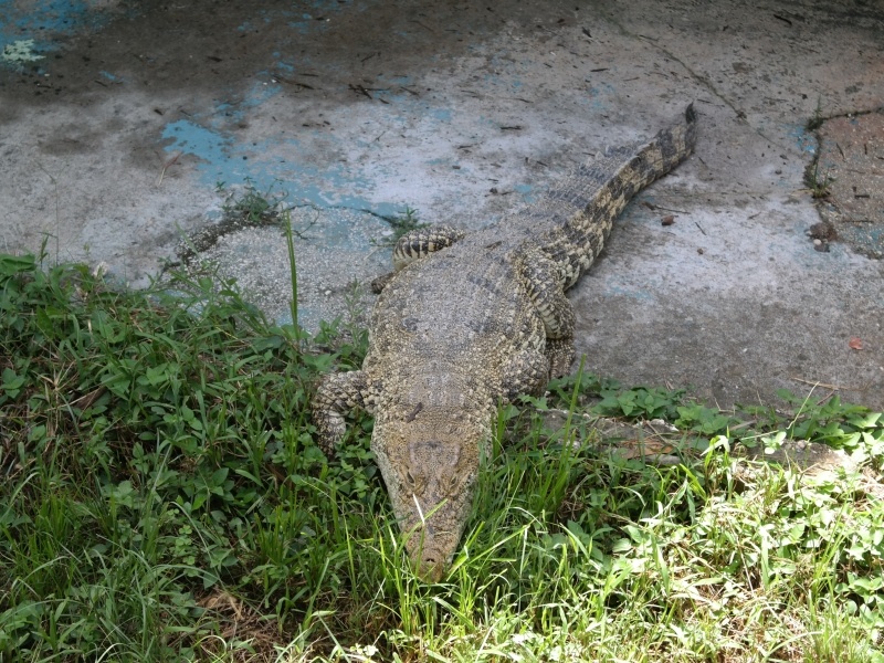 Cayo Guillermo - Cuba