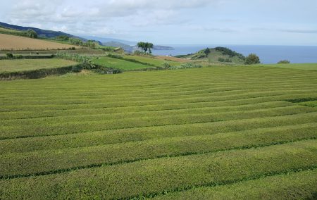 Ilha de São Miguel- Portugal