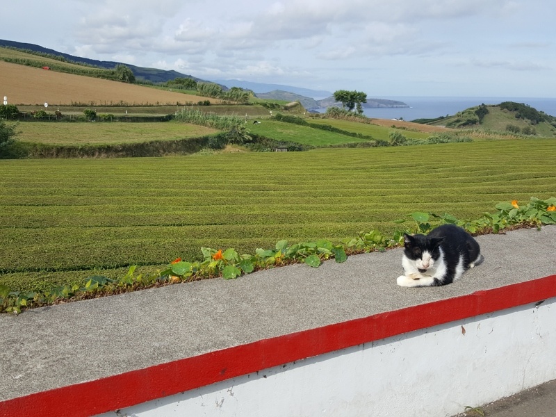 São Miguel- Açores- Portugal