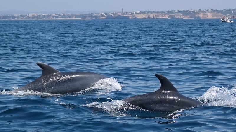 Melhor do Algarve para férias em família