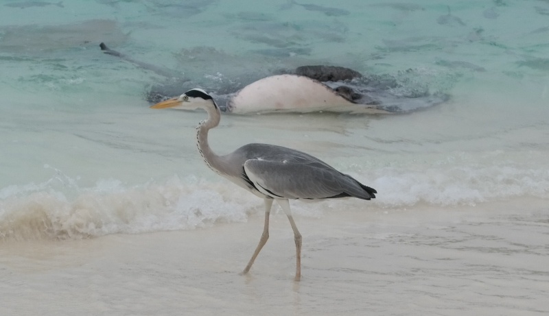 Maldives