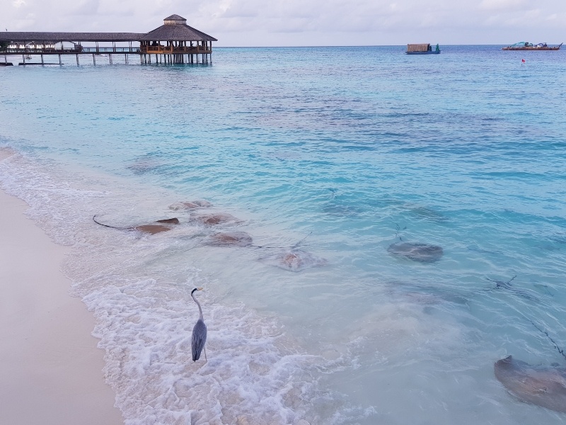 Maldives
