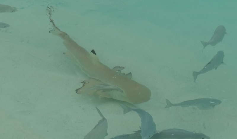 Maldives