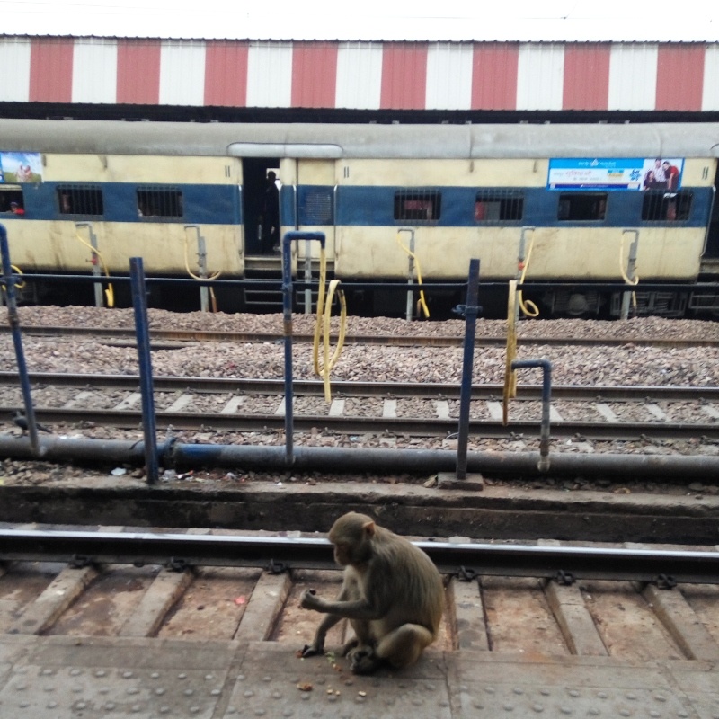 Duas semanas pela India