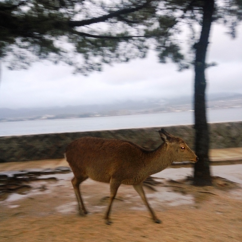 Ilha de Miyajima - Japão