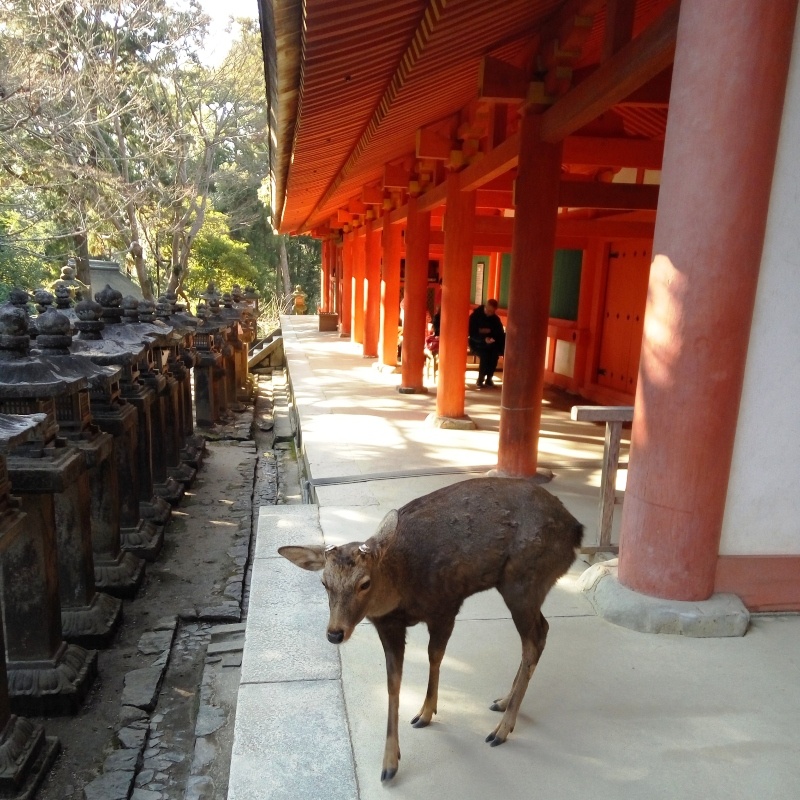 Nara, Osaka e Quioto- Japão
