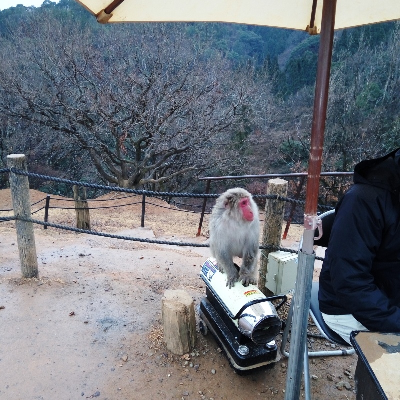 Nara, Osaka e Quioto- Japão
